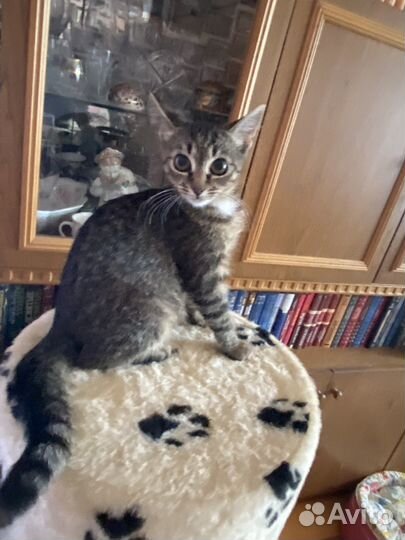 Котенок в дар