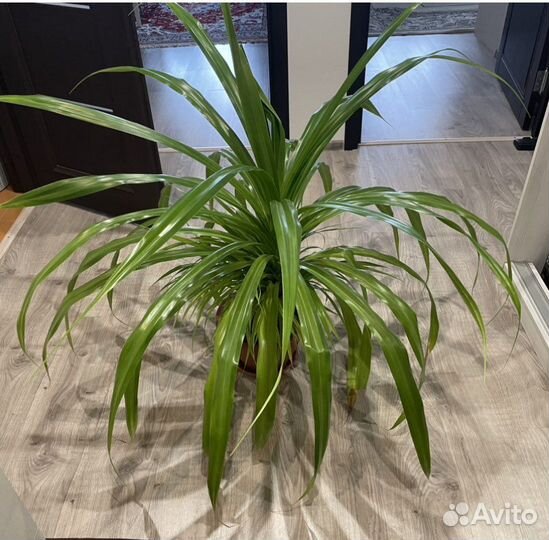 Панданус, непентес, спатифилум, гинура