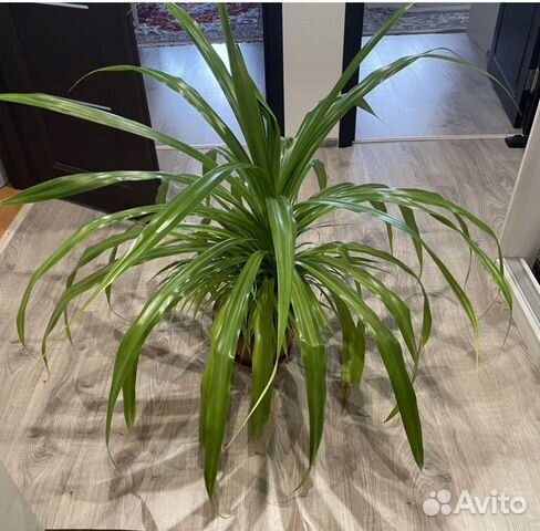 Панданус, непентес, спатифилум, гинура