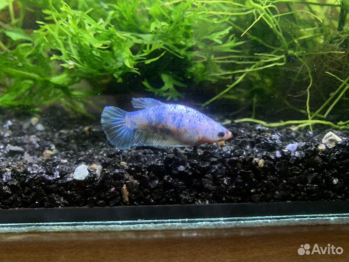 Рыбка петушок самка