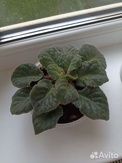 Фиалка двухцветная