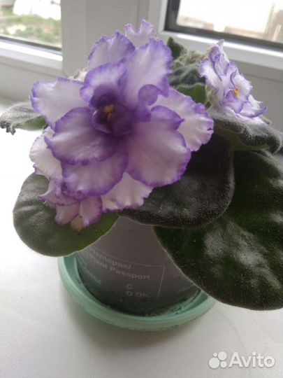 Фиалки сортовые