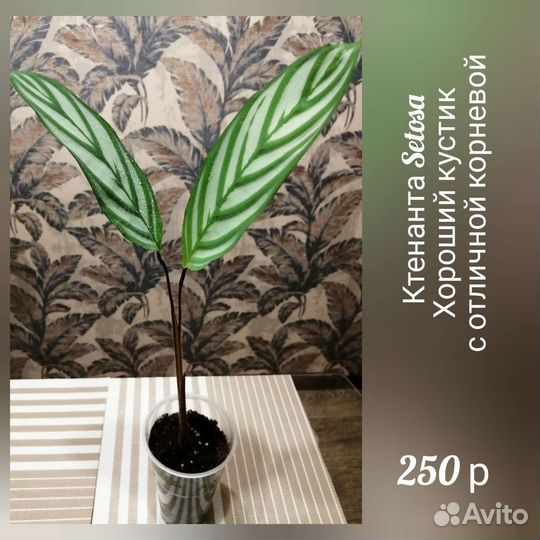 Ктенанта Сетоза Setosa, маранта, калатея комнатные