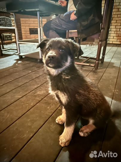 Щенок овчарки зонарного окраса