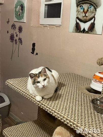 Луша ищет дом