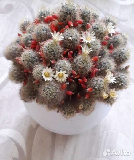 Кактус мамилярия. Детки