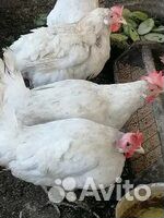 Куры несушки Хайсэкс Уайт (Белые ) Доставка