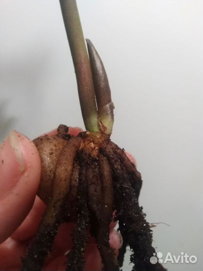 Замиокулькасы