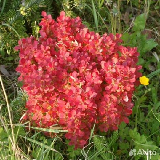Барбарис Лутин руж из питомника растений