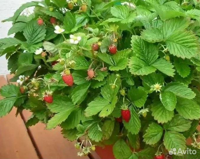 Саженцы земляники безусой ремонтантной