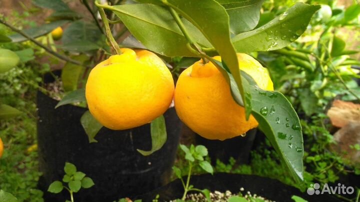 Мандарин комнатный плодоносящий