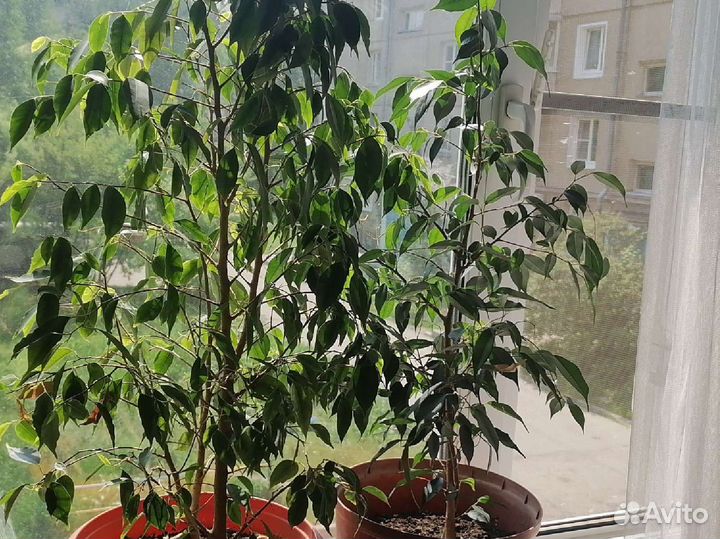 Фикус бенжамина большой