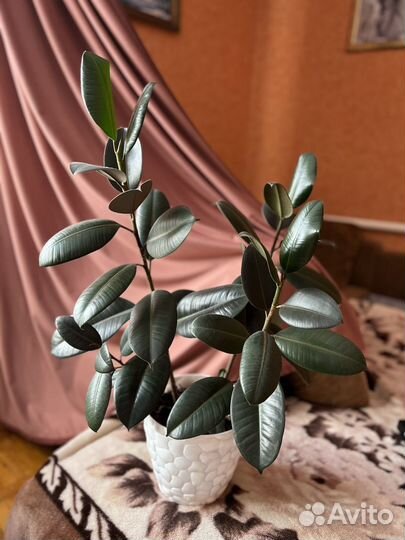 Фикусы разные