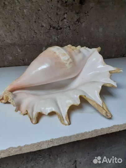 Раковины морские большин