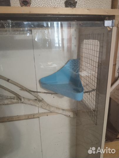 Попугаи кокарики