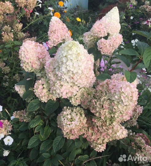 Гортензия метельчатая