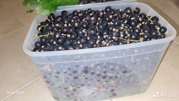 Ягода черная смородина