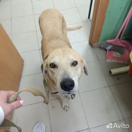 Собака в добрые руки