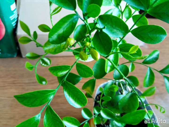 Муррая метельчатая