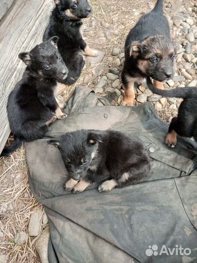 Отдам в добрые руки щенков