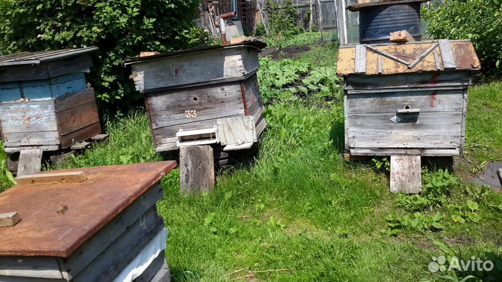 Продам пчел