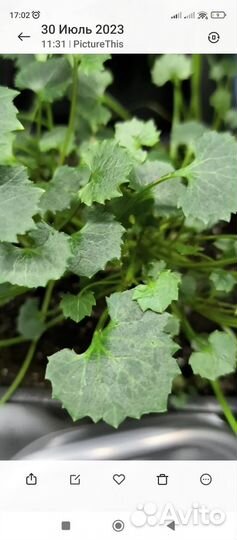 Жених и невеста (кампанула)