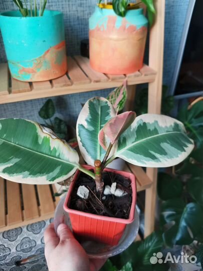 Фикус эластика тинеке