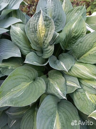 Набор хост/1