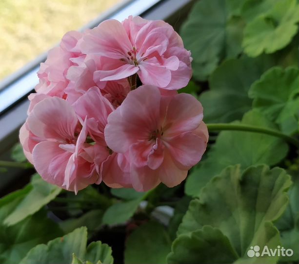 Пеларгония зональная. Разные оттенки в одном кашпо