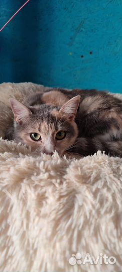 Кошка Мила)