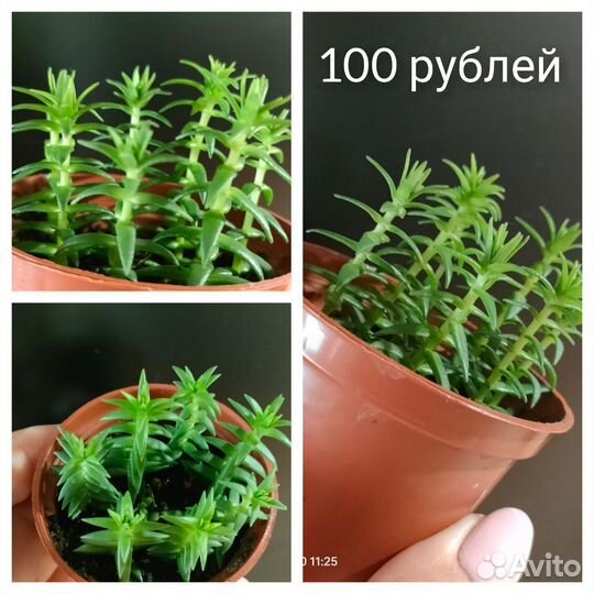 Суккуленты