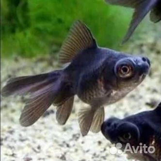 Водорослееды, телескопы, данио, Теодоксусы