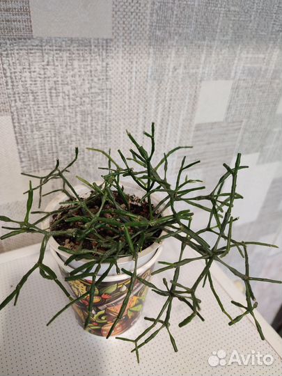 Молочай тирукалли, хатиора