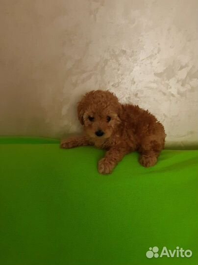 Тикап той-пудель редбраун, красные