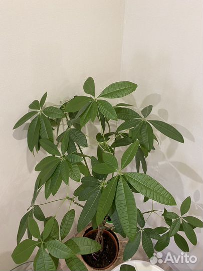 Большое комнатное дерево Пахира