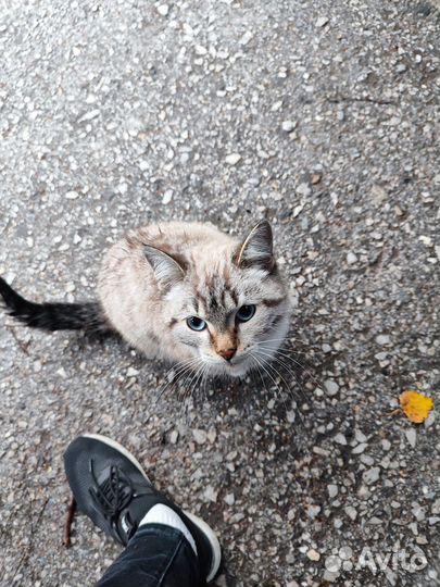 Милый котя ищет дом