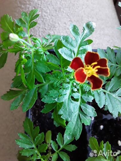 Зелень, рассада