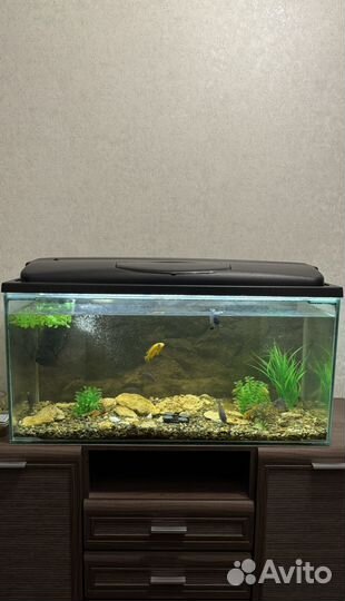 Аквариум с рыбками, рыбы