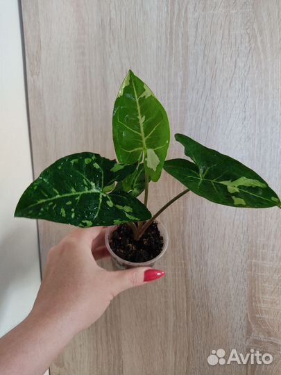 Комнатные растения