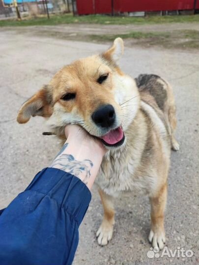 Собаки бесплатно