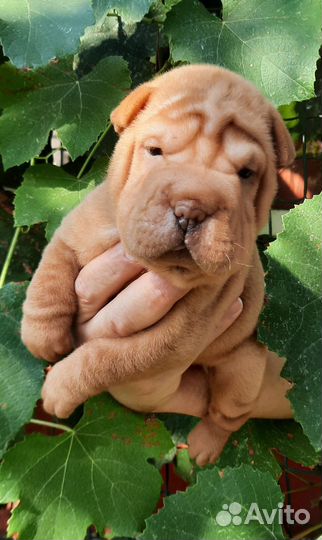 Щенки Щарпей