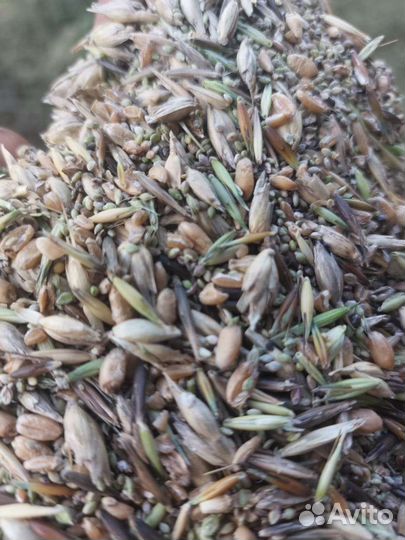 Зерноотходы