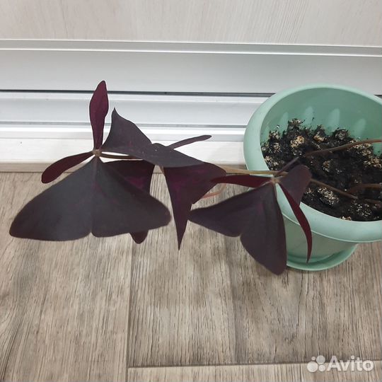 Мадам Баттерфляй, кислица, цветок 