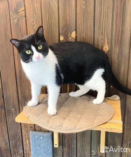 Зеленоглазая кисуля в добрые руки