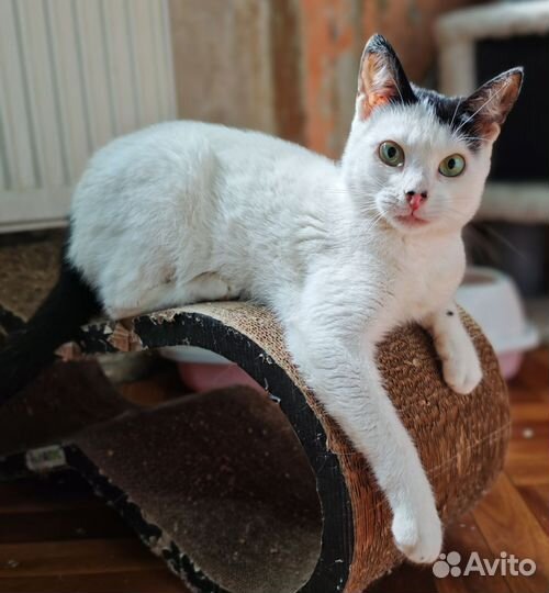 Кошечка с родинками