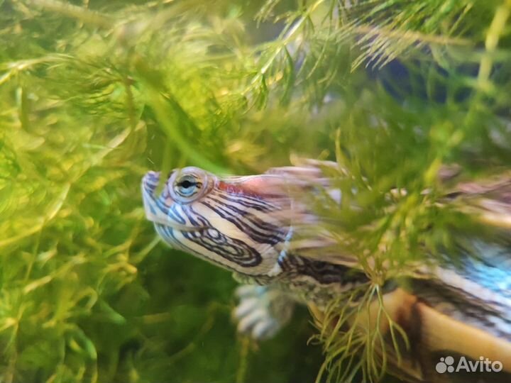 Черепахи красноухие