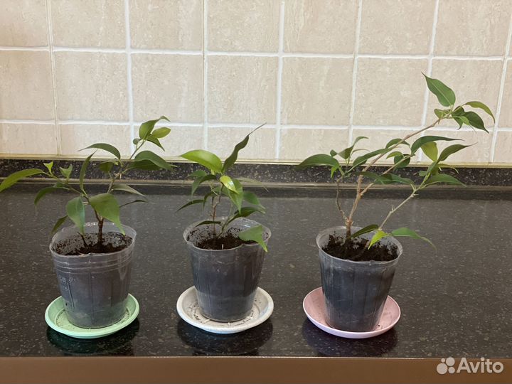 Фикус бенджамина