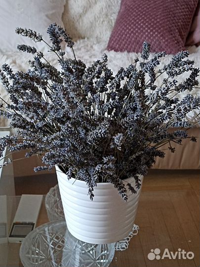 Сухоцветы Лаванды натуральные