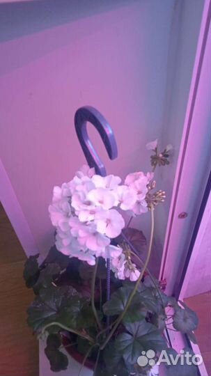 Пеларгония герань