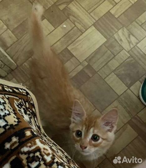 Рыжий котенок мальчик
